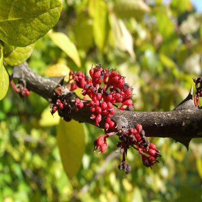 Zanthoxylum Organic Essential Oil